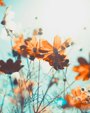 Load image into Gallery viewer, Summer Sugar Scrub