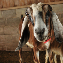 Load image into Gallery viewer, Goat Milk Lotion