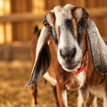 Load image into Gallery viewer, Goat Milk Lotion
