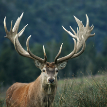 Load image into Gallery viewer, Hunter's Pack