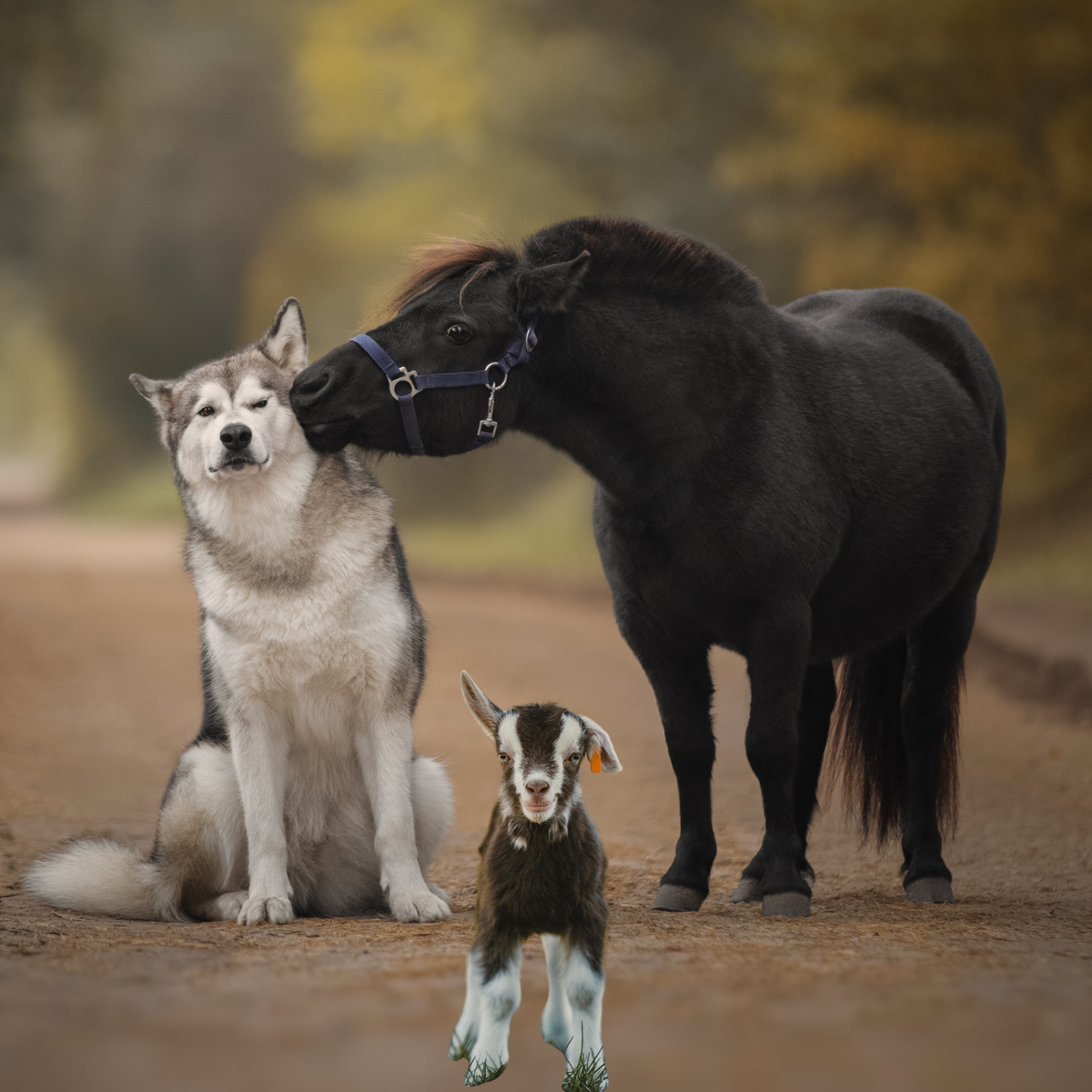 Pets – Bass Farms, LLC