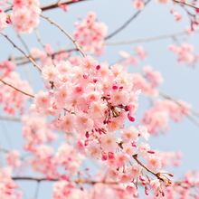 Load image into Gallery viewer, Springtime Liquid Hand Soap
